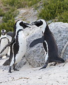 African Penguin (Spheniscus demersus), two adults fighting, Western Cape, South Africa