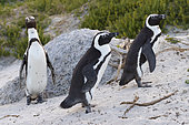 African Penguin (Spheniscus demersus), three adults on a beach, Western Cape, South Africa