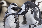 African penguin (Spheniscus demersus), two individuals preening each other, Western Cape, South Africa