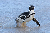 African Penguin (Spheniscus demersus), adult emerging from the sea, Western Cape, South Africa