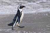 African Penguin (Spheniscus demersus), side view of an adult walking on the shore, Western Cape, South Africa