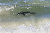African Penguin (Spheniscus demersus), adult under the water surface, Western Cape, South Africa