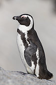 African Penguin (Spheniscus demersus), side view of an adult standing on a rock, Western Cape, South Africa