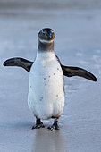 African Penguin (Spheniscus demersus), front view of an immature standing on the shore, Western Cape, South Africa