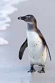 African Penguin (Spheniscus demersus), front view of an immature standing on the shore, Western Cape, South Africa
