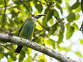 Emerald Tucaneta Aulacorhynchus prasinus with a broken beak on a tree branch inside the Cañon del Sumidero National Park, Chiapas, Mexico.
