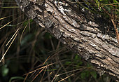 Chauve-souris à long nez (Rhynchonycteris naso) camouflé sur le tronc d'un arbre, Réserve de biosphère de Montes Azules, Chiapas, Mexique.