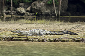 Morelet's Crocodile (Crocodylus moreletti) sunbathing inside the Grijalva river in Cañon del Sumidero National Park
