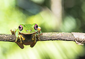Small Eared Treefrog (Rheohyla miotympanum) posing on a branch within the Lacandon Jungle in Chiapas Mexico