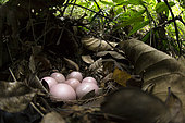 Thicket Tinamou (Crypturellus cinnamomeus) eggs in a nest on the ground, El Ocote Biosphere Reserve, Chiapas, Mexico