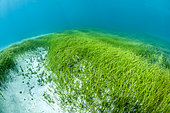 Seabed with Manatee Grass (Syringodium filiforme) and Shaving brush algae (Penicillus capitatus). Island of Saint Martin, French West Indies