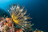 Bennett's Feather Star (Anneissia bennetti) on a drop-off in front of Siladen Island Bunaken Marine National Park, North Sulawesi, Indonesia.