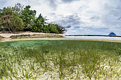 Mixed seabed with Manatee Grass (Syringodium filiforme) and Turtle Grass (Thalassia testudinum), in front of Siladen Island, Bunaken Marine National Park, North Sulawesi, Indonesia.