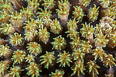 Close-up of coral polyps (Galaxea sp), night dive, in front of Siladen Island, Bunaken Marine National Park, North Sulawesi, Indonesia