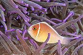 Pink anemonefish (Amphiprion perideraion) in front of Siladen Island, Bunaken Marine National Park, North Sulawesi, Indonesia
