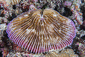 Mushroom coral (Fungia fungites), night dive, in front of Siladen Island Bunaken Marine National Park, North Sulawesi, Indonesia.