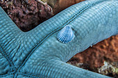 Crystalline Sea Star Snail (Thyca crystallina), on the arm of a blue Linckia sea star (Linckia laevigata), night dive, in front of Siladen Island Bunaken Marine National Park, North Sulawesi, Indonesia