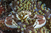 Anemone crab (Neopetrolisthes maculatus), in a Merten's sea anemone (Stichodactyla mertensii), in front of Siladen Island, Bunaken Marine National Park, North Sulawesi, Indonesia.