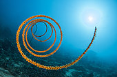 Spiral wire coral (Cirrhipathes spiralis), in front of Siladen Island Bunaken Marine National Park, North Sulawesi, Indonesia