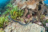 Brown-lipped sea krait (Laticauda laticaudata), in front of Siladen Island Bunaken Marine National Park, North Sulawesi, Indonesia
