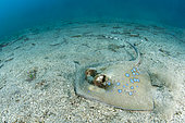 Blue-spotted skate (Neotrygon sp), Siladen Island, Bunaken Marine National Park, Northern Sulawesi, Indonesia.