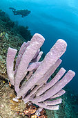 Colonial tube-sponge (Callyspongia siphonella), Siladen Island, Bunaken Marine National Park, Northern Sulawesi, Indonesia.