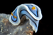 Bouchet's Chromodoris (Chromodoris boucheti), Siladen Island, Bunaken Marine National Park, North Sulawesi, Indonesia.