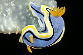 Elisabeth's Chromodoris (Chromodoris elisabethina), Siladen Island, Bunaken Marine National Park, North Sulawesi, Indonesia.