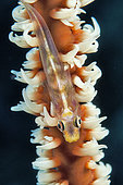 Whip coral goby (Bryaninops yongei), Siladen Island Bunaken Marine National Park, North Sulawesi, Indonesia.
