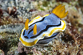 Elisabeth's Chromodoris (Chromodoris elisabethina), Siladen Island, Bunaken Marine National Park, North Sulawesi, Indonesia.