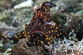 Juvenile painted Antenna (Antennarius pictus), with its characteristic black livery with yellow dots. Gangga Island, North Sulawesi, Indonesia