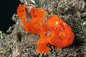 Painted frogfish (Antennarius pictus), on the sand. Lembeh Strait, North Sulawesi, Indonesia.