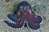 Coconut octopus (Octopus marginatus), Lembeh Strait, North Sulawesi, Indonesia.