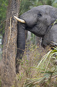 African Elephant (Loxodonta africana) pushing trunk against palm tree to knock dates down to eat off the ground, Gorongosa National Park, Mozambique.