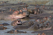 Hippopotamus (Hippopotamus amphibius) large group with young yawning, Serengeti National Park, Tanzania.