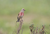 Common Linnet (Linaria cannabina) male, North Norfolk, UK
