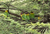 Yellow-collared lovebird or Masked lovebird (Agapornis personatus) Tarangire National Park, Tanzania.