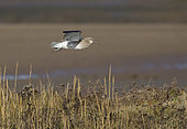 Eurasian Curlew (Numenius arquata) calling in flight, North Norfolk, UK. November