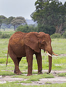 Eléphant d'Afrique (Loxodonta africana) couvert de boue rouge, Parc national de Tarangire, Tanzanie.