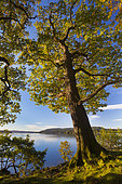 English Oak (Quercus robur) and Lake Windermere in autumn, Lake District, Cumbria, UK. October