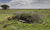 African Lion (Panthera leo) chasing Black-backed Jackal (Canis mesomelas) from Zebra kill, Ndutu, Ngorongoro Conservation Area, southern Serengeti, Tanzania.