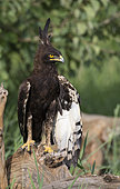 Long-crested Eagle (Lophaetus occipitalis) Tarangire National Park, Tanzania.