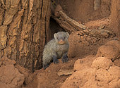 Banded Mongoose (Mungos mungo) young, Tarangire National Park, Tanzania.