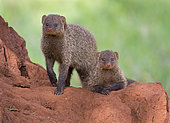 Banded Mongoose (Mungos mungo) Tarangire National Park, Tanzania.