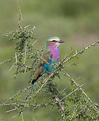 Coracias caudatus Ndutu, Ngorongoro Conservation Area, southern Serengeti, Tanzania.