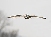 Short-eared Owl (Asio flammeus) West Sussex, UK. December