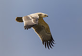 Tawny Eagle (Aquila rapax) in flight, Ndutu, Ngorongoro Conservation Area, southern Serengeti, Tanzania.