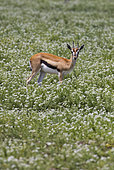 Thomson's Gazelle (Eudorcas thomsonii) Ndutu, Ngorongoro Conservation Area, southern Serengeti, Tanzania.