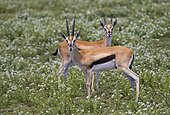 Thomson's Gazelle (Eudorcas thomsonii) Ndutu, Ngorongoro Conservation Area, southern Serengeti, Tanzania.