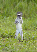 Vervet monkey (Chlorocebus aethiops) Ndutu, Ngorongoro Conservation Area, southern Serengeti, Tanzania.